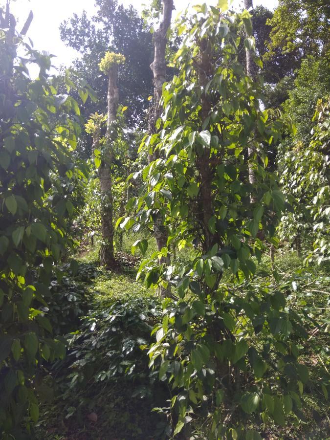 Coffee And Pepper Plantation Homestay تيكَدِيْ المظهر الخارجي الصورة
